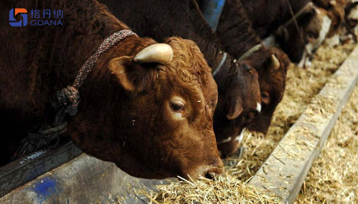 飼料存在重金屬動物健康，智能石墨消解儀為您擺脫束縛